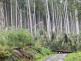 Poškozený les po srpnové bouři - foto VLS.jpg