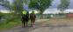 Koně u jablonecké přehrady (1)