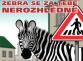 zebra se za tebe nerozhlédne