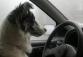 Pes za volantem- ilustrační foto