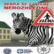 zebra .jpg