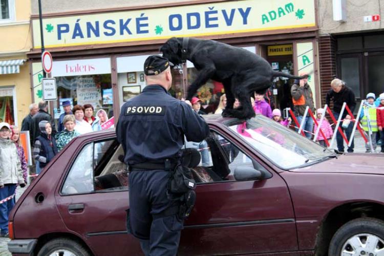 Práce policejního psa.jpg