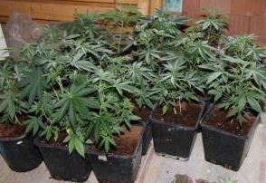 marihuana - rostliny
