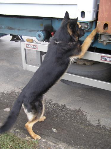 Ohledání vozidla služebním psem 