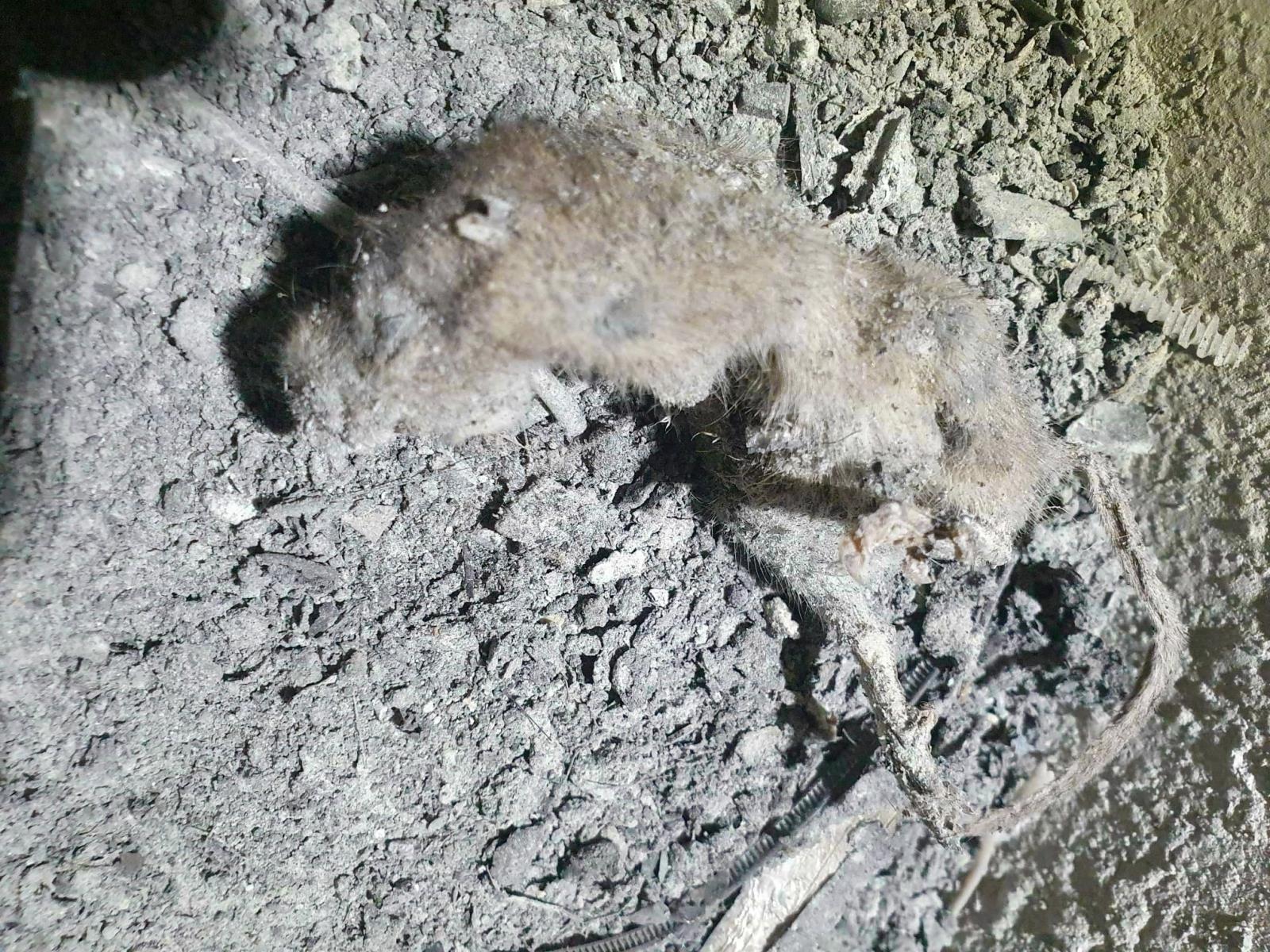 potkan nalezený v rozvodné skříni