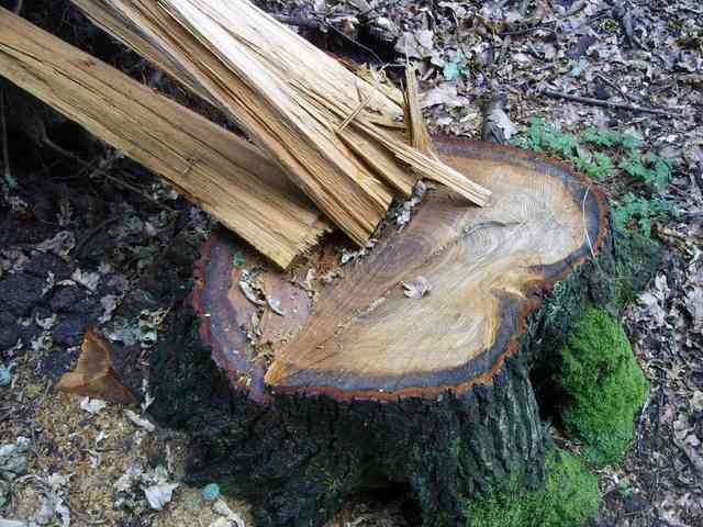 Krádež 110 let starých dubů