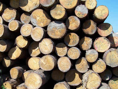 dřevo-kmeny