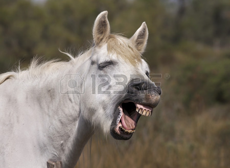 kůň se směje